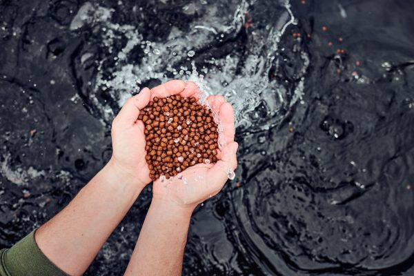 غذای ماهی اوزون‌برون پرورشی