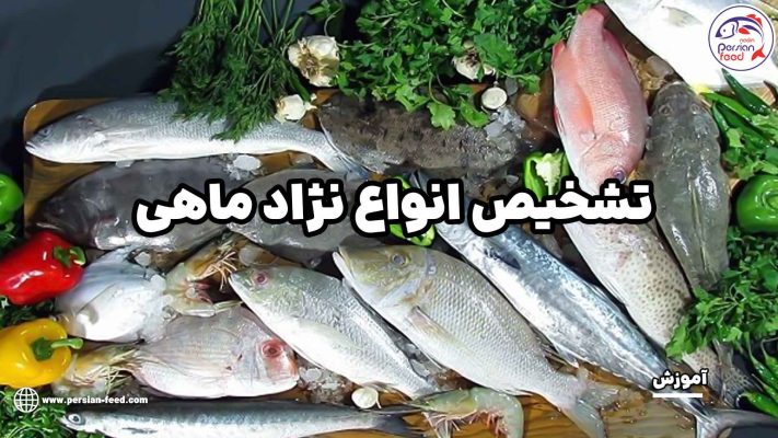 تشخیص انواع نژاد ماهی