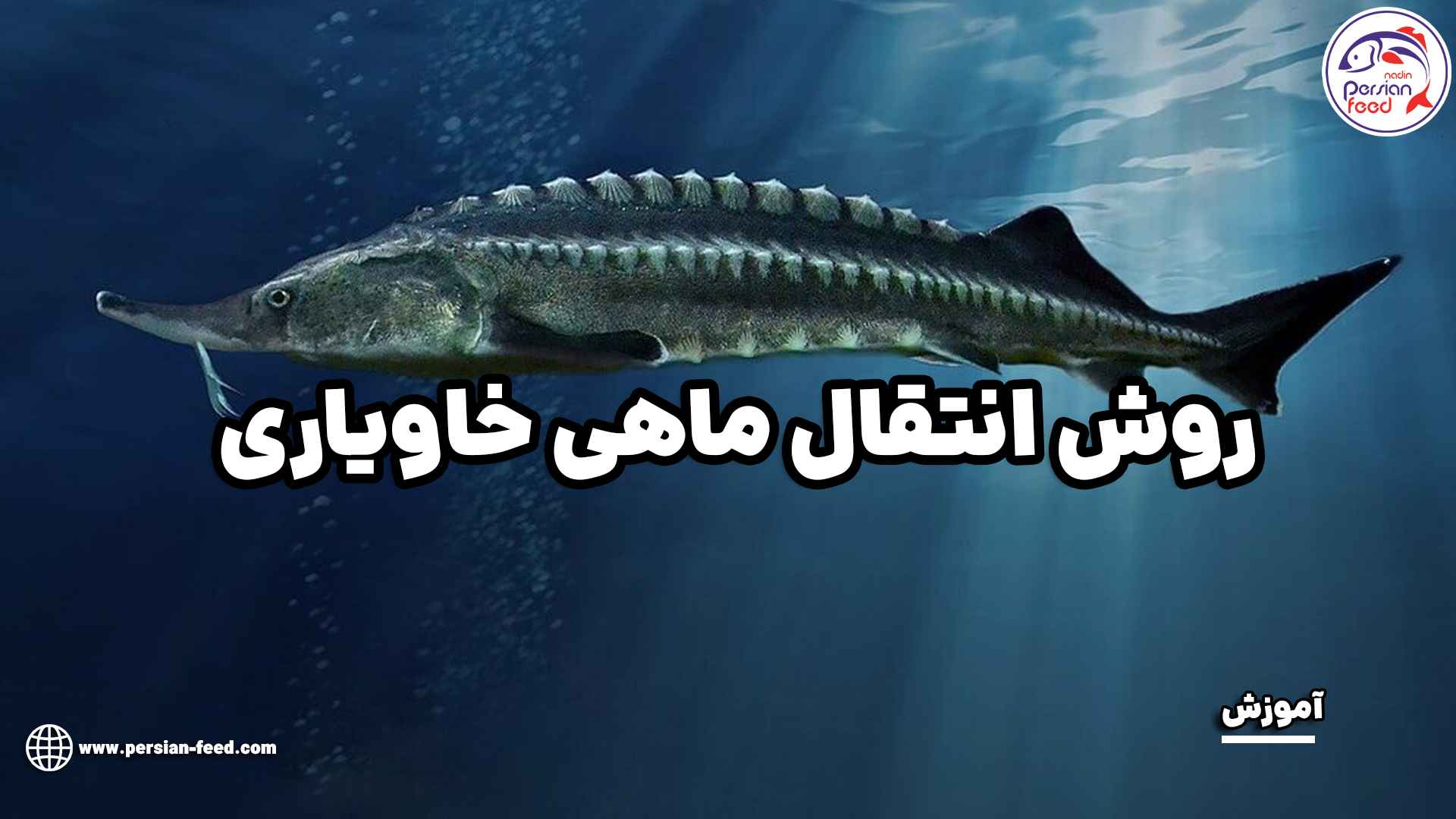 روش انتقال ماهی خاویاری