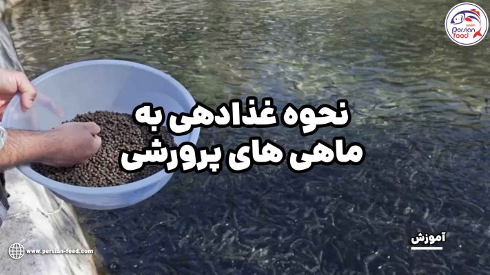 نحوه غذادهی به ماهی های پرورشی