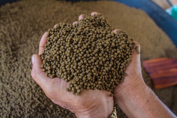 غذای ماهی سالمون