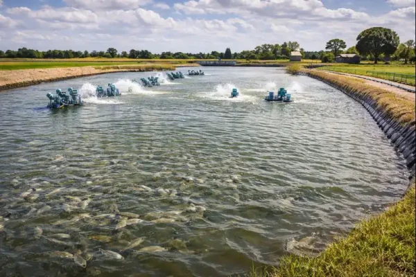 پرورش سنتی ماهی